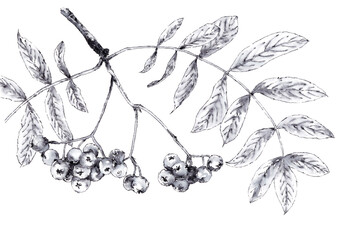 Mountain-ash (Sorbus aucuparia) fruits on twig. Ink on paper.