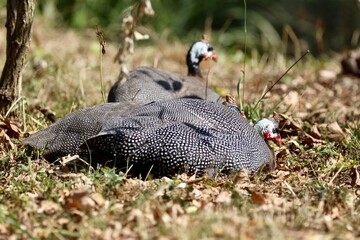 turkey  in zoo basel