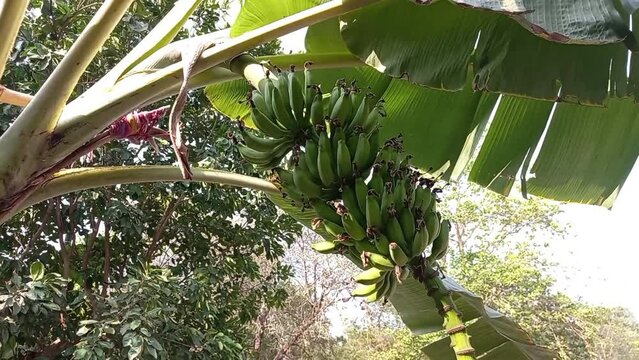 Close-Up at Green Banana fruits hanging.