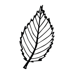 Vector cherry leaf clipart. Hand drawn plant illustration. For print, web, design, decor, logo.
