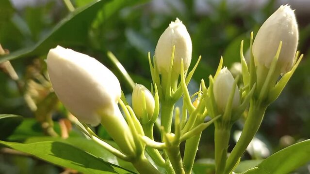 Jasmine flower blooming