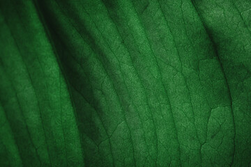 tropical leaves, abstract green leaves texture, nature background. Close-up tree leaf background....