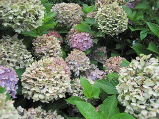 Hydrangea flowers beginning to wither