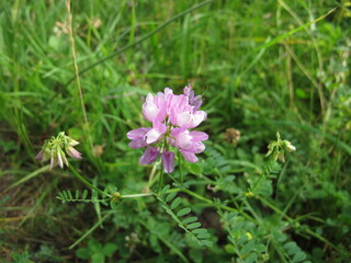 Crownvetch with purple flowers, Securigera varia