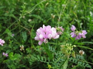 Fototapeta na wymiar Crownvetch with purple flowers, Securigera varia