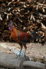 best adult roosters