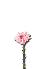 Pink chrysanthemum flower with shadow isolated on white background. Close-up.