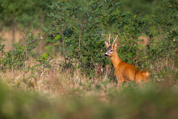 Roe deer buck coming out of locust thicket onto a meadow with dry grass in summer. Male mammal with...