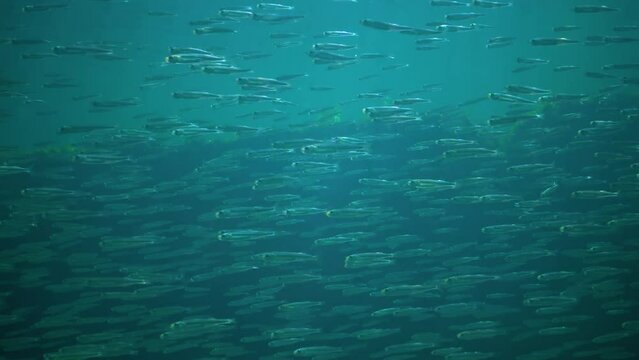 Large flock of small fish big-scale sand smelt (Atherina pontica) swims in the water column, Black Sea