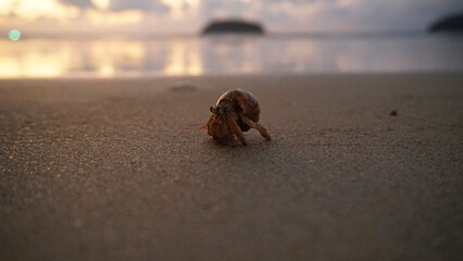 Hermit crab with cute eyes runs on the sand. Leaves footprints. Yellow sand, sunset. The rays of the sun are reflected in the sea. An island is visible in the distance. There are twigs and jellyfish