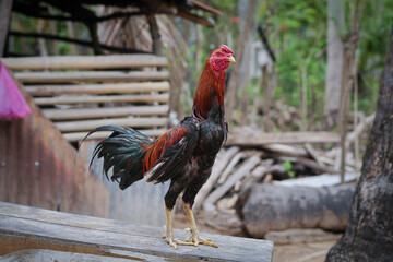portrait of a rooster