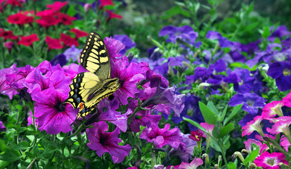 Colorful butterfly swallowtail on petunia flowers in the garden
