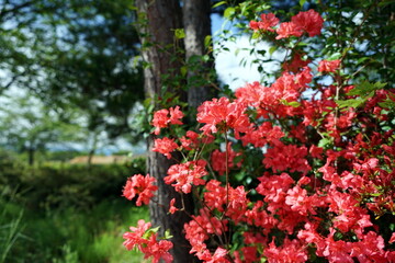 Fototapeta na wymiar Rhododendron indicum サツキ 皐月 ツツジ サツキツツジ エイサンコウ