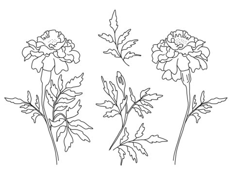 Set of flowers marigolds, branch with blooming marigolds with leaves, bud and leaf. Vector illustration. outline, Linear hand drawing, sketch of seasonal plant for design, decor and decoration