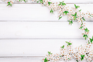 Cherry tree blossom. April floral nature and spring sakura blossom on wooden background. Banner for 8 march, Happy Easter with place for text. Springtime concept. Top view. Flat lay.