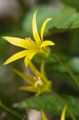 Gagea lutea flowers in spring, close up