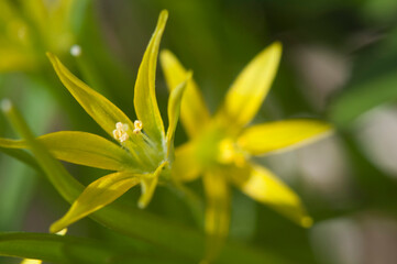 Obraz premium Gagea lutea flowers in spring, close up