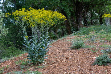 Isatis tinctoria. Dyer's woad plant with elongated stems with leaves and yellow inflorescences.