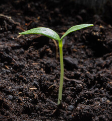 A small sprout of bell pepper sprouts in the ground.