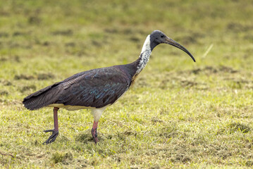 Straw-necked Ibis in Queensland Australia