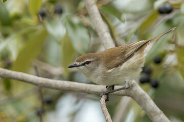 Mangrove Gerygone in Queensland Australia