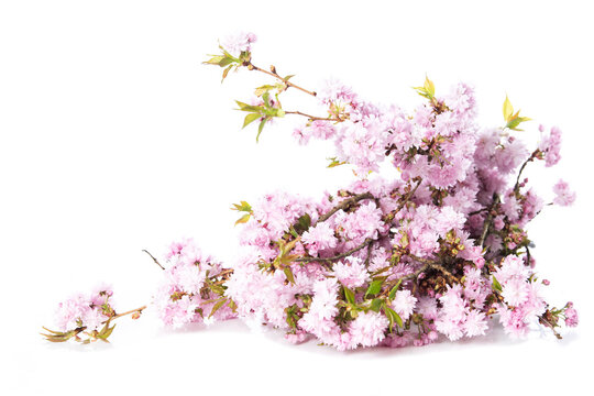 Pink cherry blossoms on white background