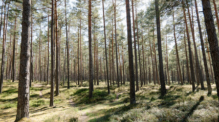 Fototapeta premium Forest