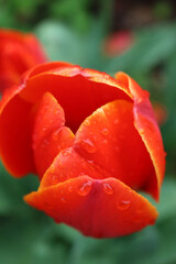 Red Tulip flowers in bloom covered by raindrops in the garden . Tulipa plants in the flowerbed