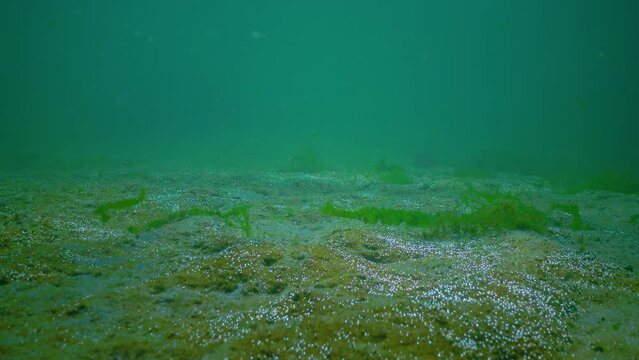Overgrown with unicellular algae, sand on the seabed releases oxygen bubbles into the water, Black Sea