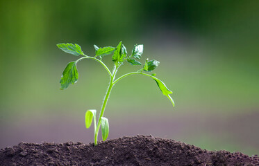 Tomato seedling planted in the ground. The plant grows in the soil. Blurred green garden background.