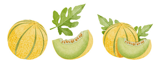 Set of Cantaloupe melon Design elements. watercolour style vector illustration.
