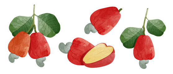 Set of Cashew fruit Design elements. watercolour style vector illustration.