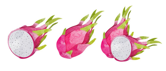 Set of Dragon Fruit Design elements. watercolour style vector illustration.