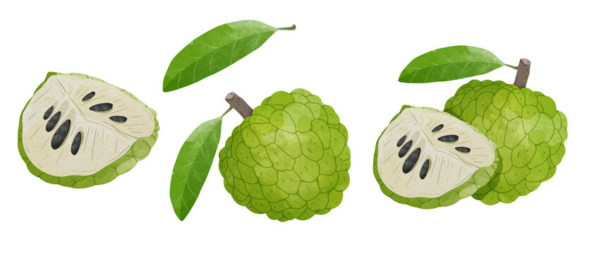Set of Custard Apple Design elements. watercolour style vector illustration.