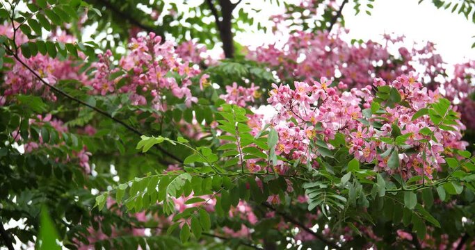 Java Cassia, Pink Shower, Apple Blossom Tree, Rainbow Shower Tree;(Cassia javanica)