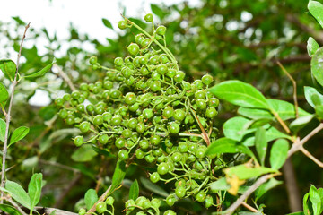 Heena Lawsonia inermis bunch of young green fruitat end branch, Used as herbal hair dye