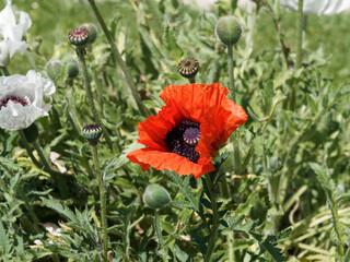 Papaver orientale  - Oriental poppy with brilliant orange-scarlet  creased petals on naked stem over a mound of hairy and finely dissected leaves