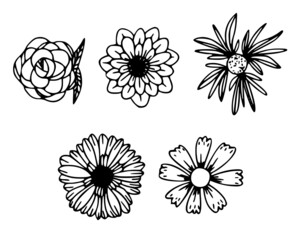 flower illustration isolated on white background