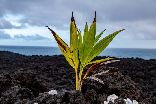 New growth, as a coconut palm tree sprouts in the lava rock by the ocean.
