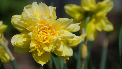 Beautiful terry yellow daffodil varietal in the spring sun rays:  a place for text, gardening and floriculture