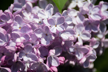 Fototapeta na wymiar Beautiful spring lilac flowers with selective focus. May blooming lilac bush with delicate tiny floral patterns and space for text