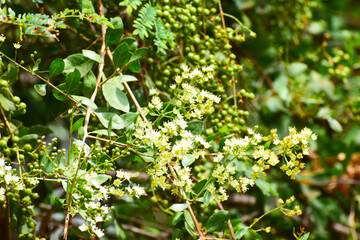 Heena Lawsonia inermis bunch of young green fruitat end branch, Used as herbal hair dye