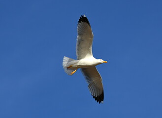 Fototapeta premium mouette
