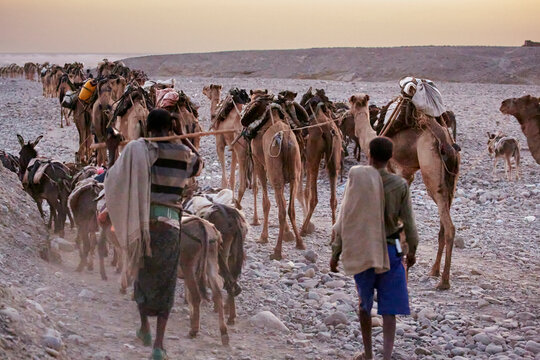 Camel Salt Caravan heading to Lake Asale at dawn, Hamed Era, Danakil, Ethiopia