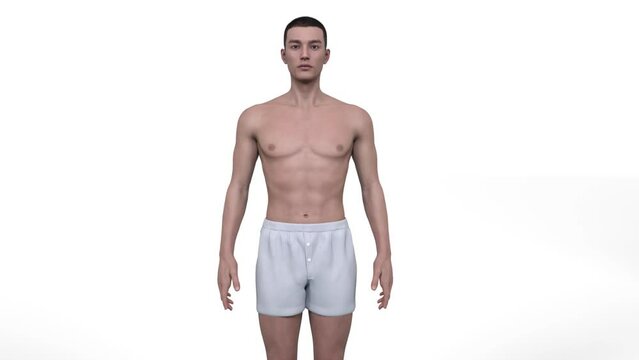 
3D Render : Animation for the transformation of male body shape including  ectomorph (skinny type), mesomorph (muscular type), endomorph(heavy weight type)
