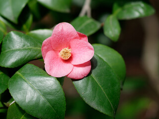 detail of camelia flower in a meadow