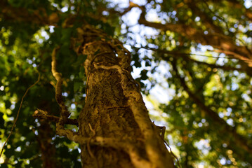 tronc d'arbre et plante grimpante