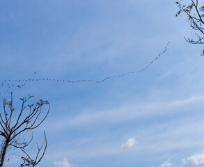 A line of migrating birds flying in a row in the blue skies of uttarakahnd India.