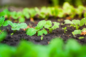 Close-up radishes grow in the garden in rows - obrazy, fototapety, plakaty