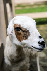 Fototapeta premium portrait of a goat